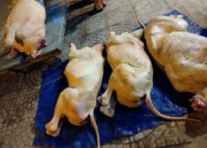 Bê tươi nguyên con 50-60kg