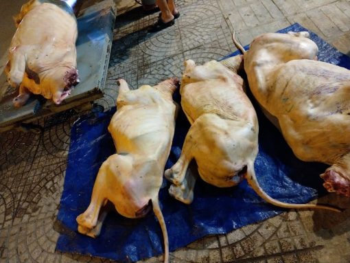 Bê tươi nguyên con 50-60kg