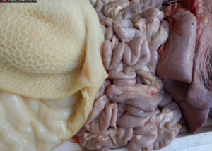 Lòng phá lấu tươi